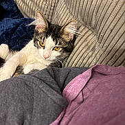 Moon joined the competition — help win amazing prizes! animal, blanket, cat, closeup, comfort, couch, cozy, curious, domestic_cat, fabric, fur, home, indoor, pet, relaxed, resting, tabby, texture, white, yellow_eyes