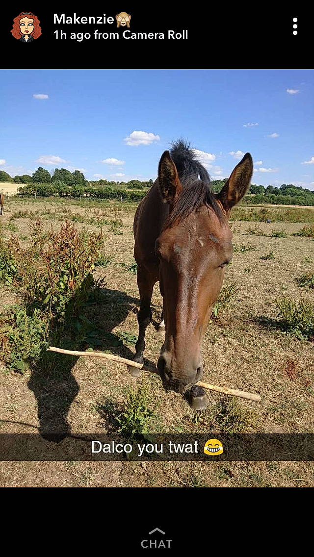 Jaz is registered to the contest to win money with this photo: ecoregion, ecosystem, fauna, grass, horse, horse_like_mammal, livestock, mane, mare, mule, mustang_horse, organism, pack_animal, pasture, person, photo_caption, sky, snout, stallion, steppe