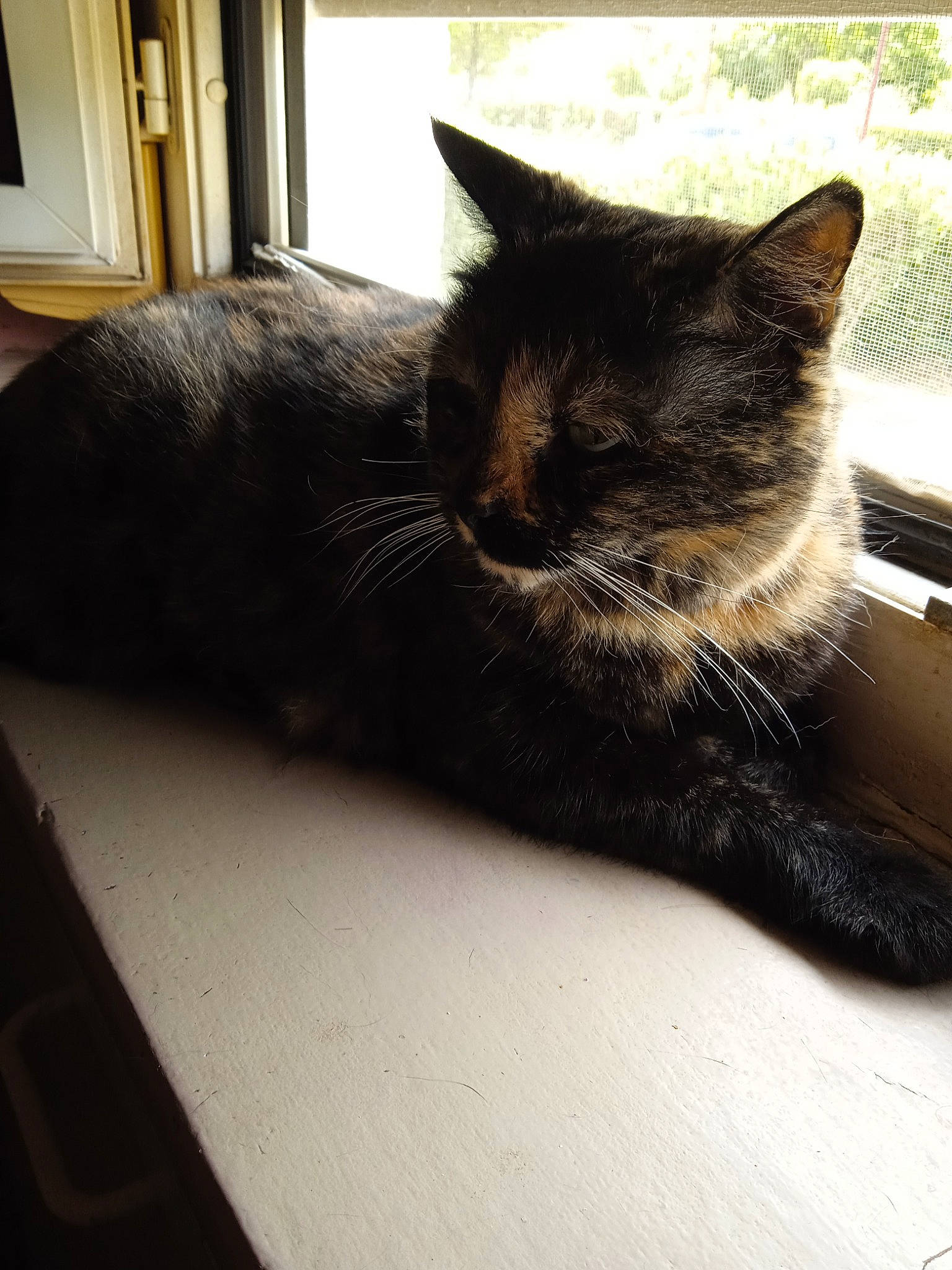 Bobine participe au concours pour gagner de l'argent avec cette photo : black_cat, carnivore, cat, comfort, domestic_short_haired_cat, felidae, flooring, fur, grey, monochrome_photography, paw, sitting, small_to_medium_sized_cats, snout, table, tail, tints_and_shades, whiskers, window, wood