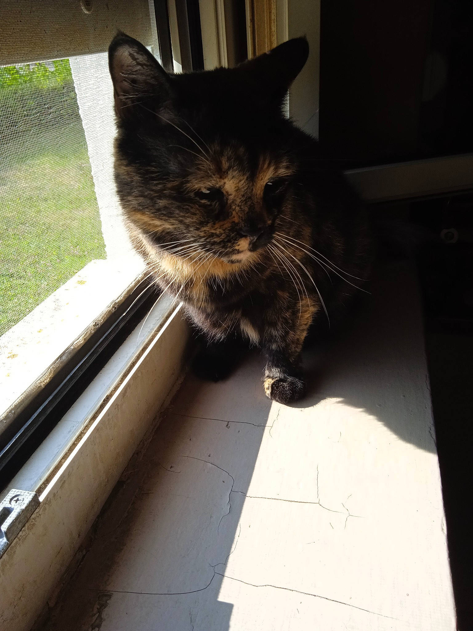 Bobine participe au concours pour gagner de l'argent avec cette photo : carnivore, cat, domestic_short_haired_cat, door, eye, felidae, flooring, fur, leg, plant, shadow, sitting, small_to_medium_sized_cats, snout, tail, tints_and_shades, whiskers, window, windshield, wood