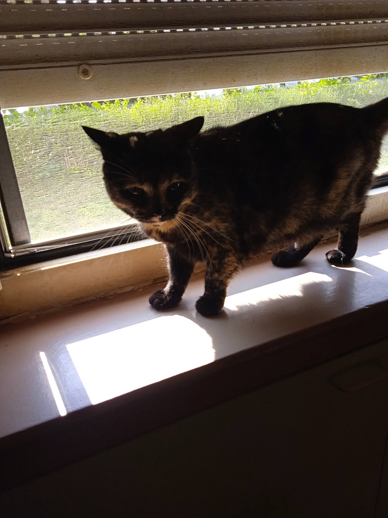 Bobine participe au concours pour gagner de l'argent avec cette photo : brown, carnivore, cat, comfort, domestic_short_haired_cat, felidae, fixture, fur, glass, shadow, small_to_medium_sized_cats, snout, tail, terrestrial_animal, tints_and_shades, whiskers, window