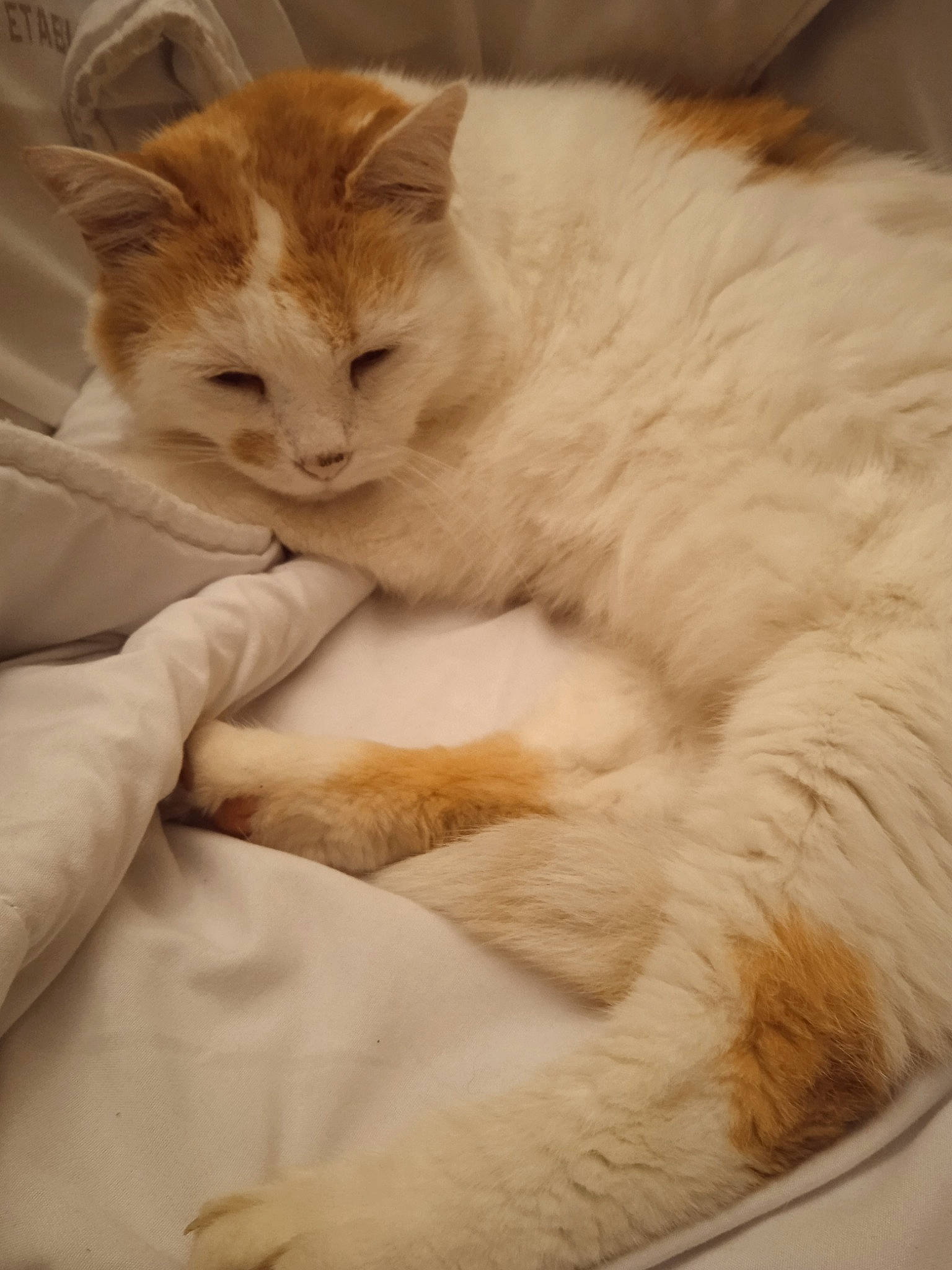 Caramel participe au concours pour gagner de l'argent avec cette photo : bed, carnivore, cat, claw, comfort, domestic_short_haired_cat, duvet, fawn, felidae, fur, linens, nap, paw, sleep, small_to_medium_sized_cats, snout, tail, whiskers