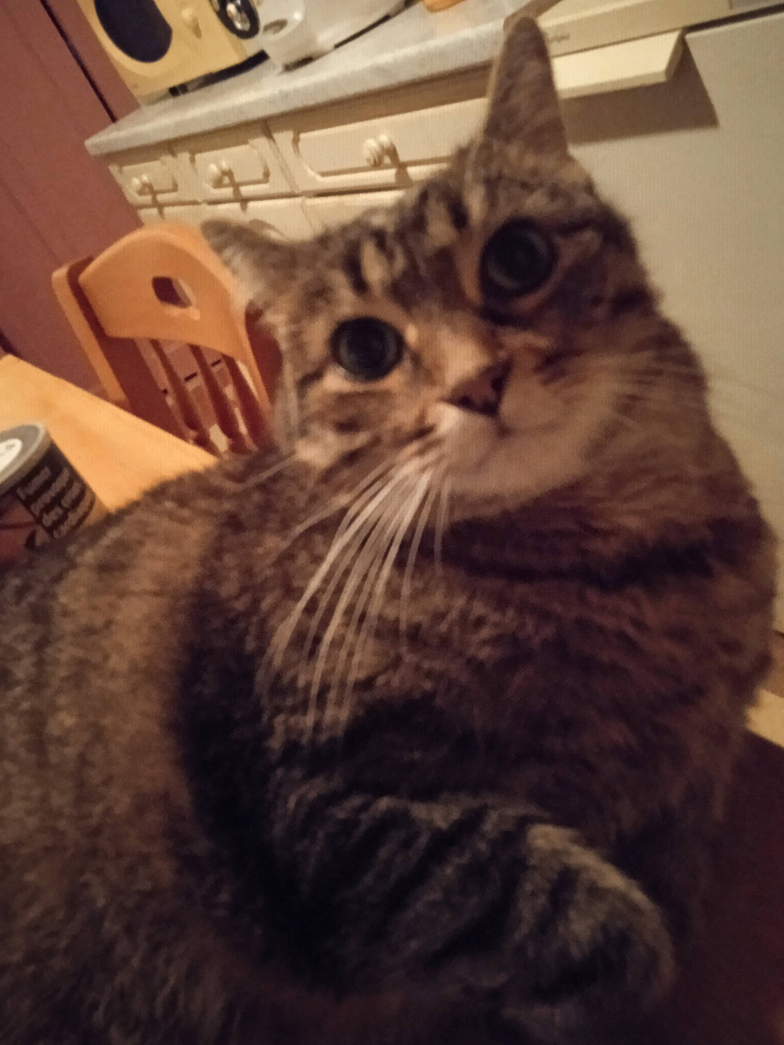 Jazz participe au concours pour gagner de l'argent avec cette photo : carnivore, cat, claw, comfort, domestic_short_haired_cat, felidae, fur, monochrome_photography, paw, sitting, small_to_medium_sized_cats, snout, tail, whiskers, window