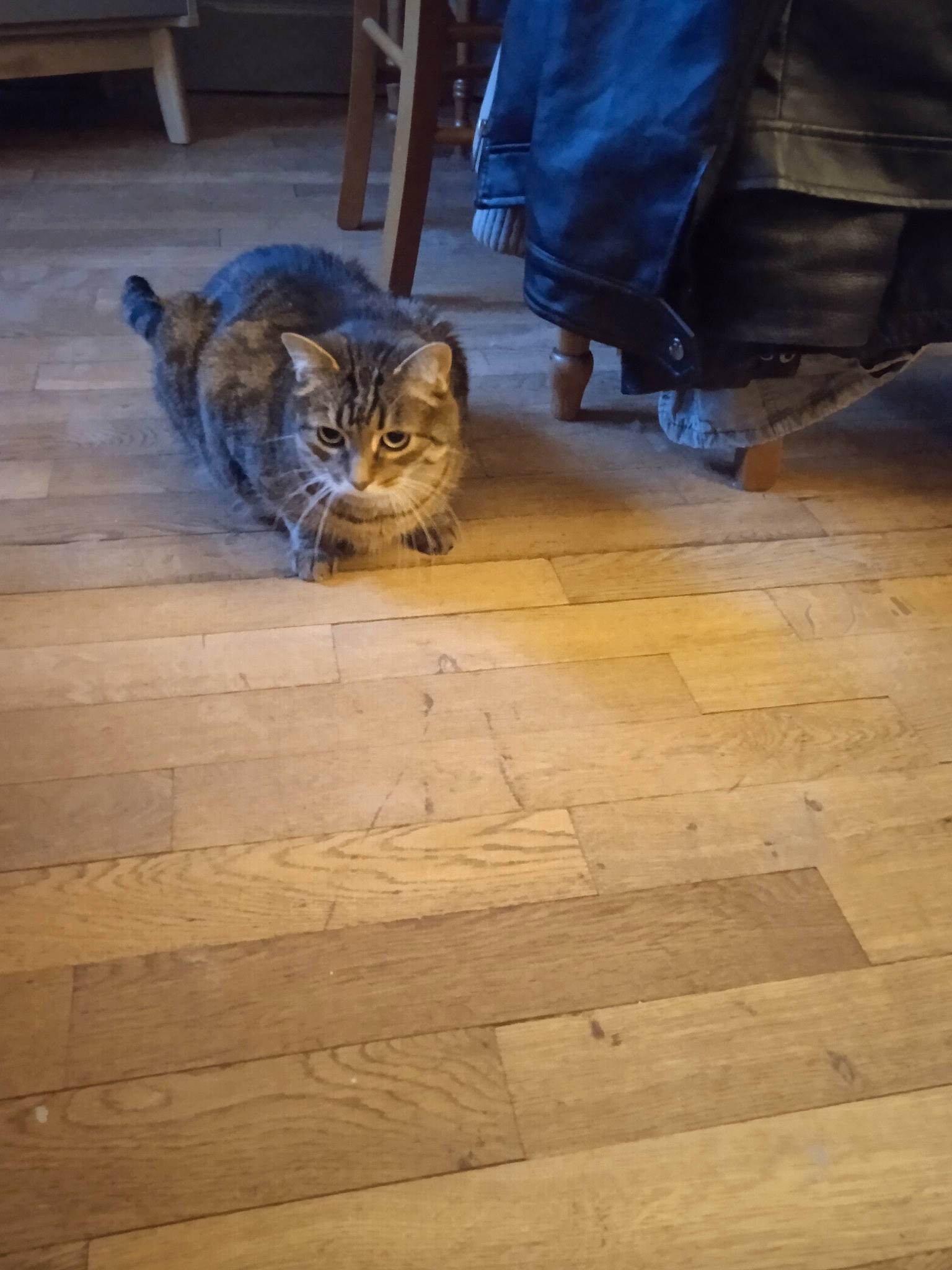 Jazz a rejoint le concours — aidez-le/la à gagner de superbes lots ! carnivore, cat, domestic_short_haired_cat, door, fawn, felidae, floor, flooring, hardwood, human_leg, laminate_flooring, road_surface, small_to_medium_sized_cats, snout, tail, terrestrial_animal, whiskers, wood, wood_flooring, wood_stain