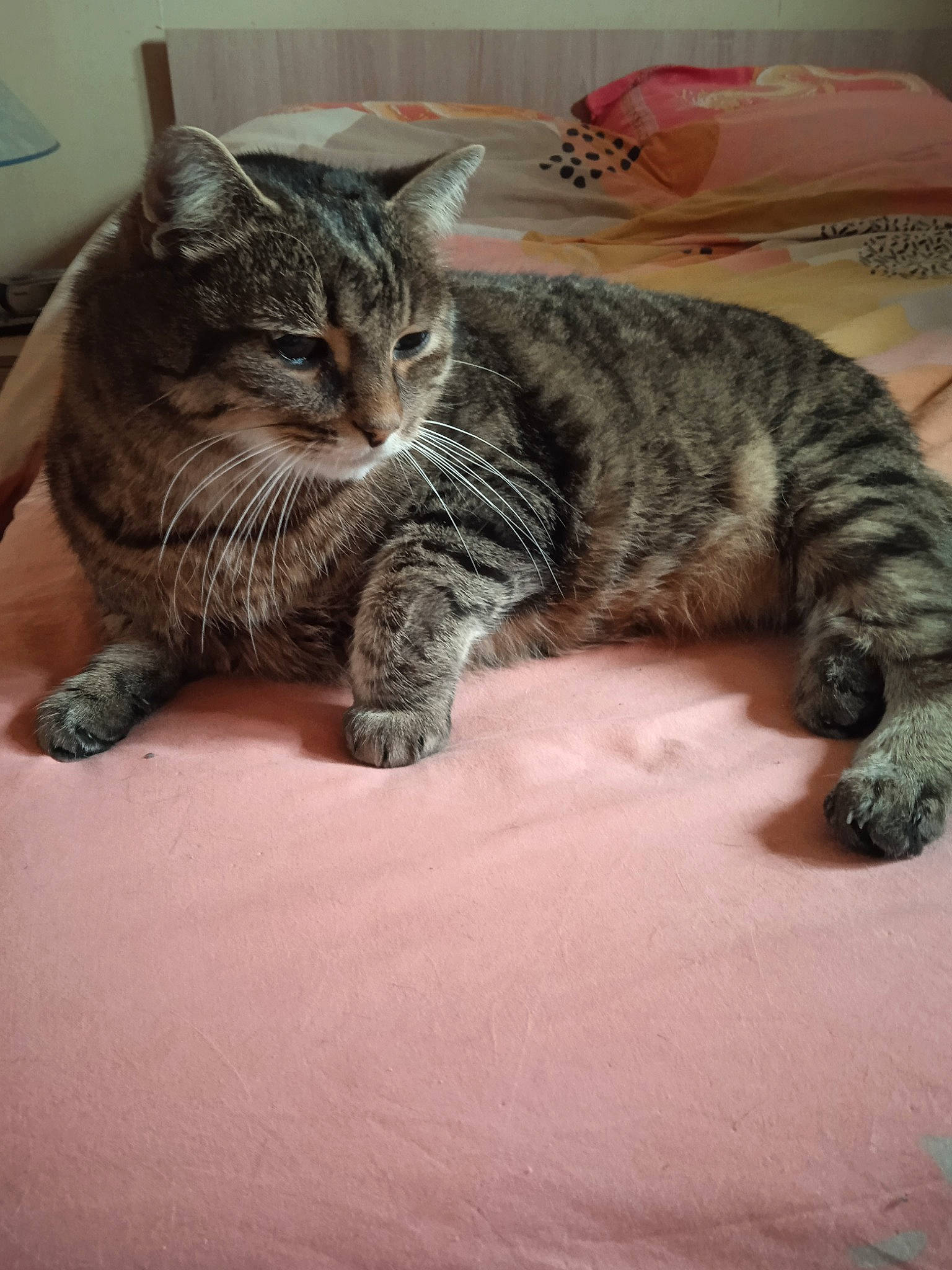 Jazz participe au concours pour gagner de l'argent avec cette photo : carnivore, cat, claw, comfort, domestic_short_haired_cat, eye, felidae, fur, mammal, paw, sitting, small_to_medium_sized_cats, snout, tail, terrestrial_animal, vertebrate, whiskers