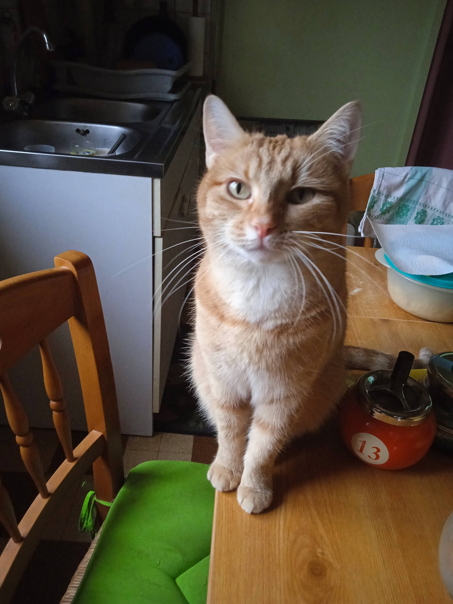 Symba a rejoint le concours — aidez-le/la à gagner de superbes lots ! box, cabinetry, carnivore, cat, chair, domestic_short_haired_cat, fawn, felidae, flooring, fur, hardwood, kitchen_appliance, paw, small_to_medium_sized_cats, snout, table, tail, whiskers, wood, wood_flooring