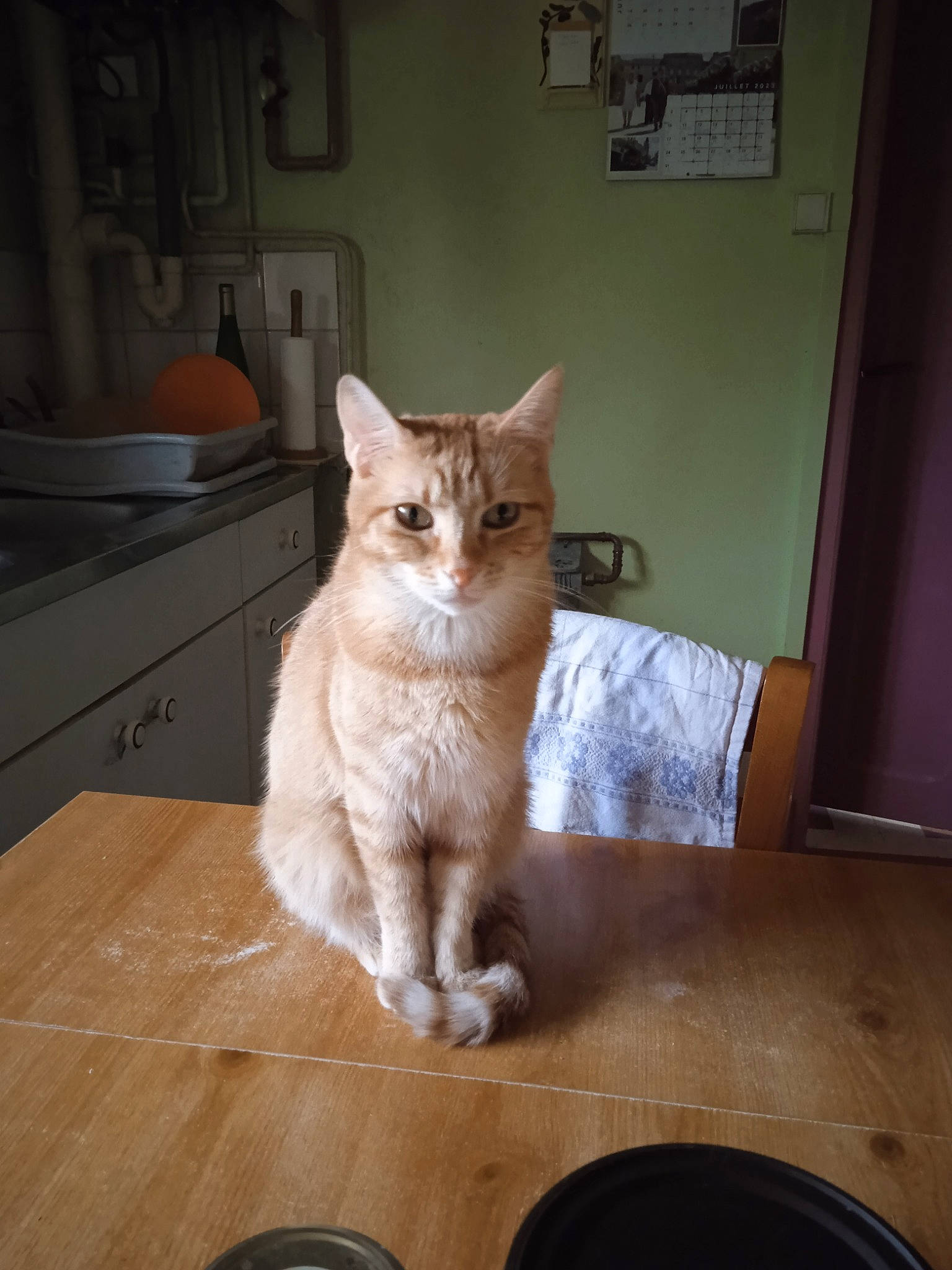 Symba a rejoint le concours — aidez-le/la à gagner de superbes lots ! carnivore, cat, domestic_short_haired_cat, door, drawer, fawn, felidae, flooring, fur, hardwood, paw, picture_frame, small_to_medium_sized_cats, snout, table, tail, whiskers, window, wood, wood_stain