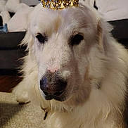 Boy is registered to the contest to win money with this photo: adorable, canine, carpet, closeup, collar, costume, couch, crown, dog, eyes, fluffy, fur, indoors, living_room, nose, pet, portrait, regal, sitting, white_dog