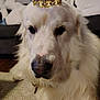 adorable, canine, carpet, closeup, collar, costume, couch, crown, dog, eyes, fluffy, fur, indoors, living_room, nose, pet, portrait, regal, sitting, white_dog