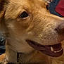 Honey is registered to the contest to win money with this photo: animal, bed, brown_fur, canine, close_up, collar, comfort, dog, domestic, fabric, fur, indoor, laying_down, mouth, paw, pet, relaxed, snout, teeth, toy