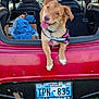 Honey is registered to the contest to win money with this photo: blanket, canine, car, cardboard_box, dog, field, grass, happy, harness, license_plate, nature, open_trunk, outdoor, parked_car, pet, playful, sunset, tongue_out, trunk, vehicle_interior