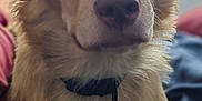 Honey joined the competition — help win amazing prizes! animal, blanket, blue, canine, closeup, collar, cute, dog, domestic_animal, ears, face, fur, indoor, mammal, nose, paws, pet, portrait, red, tag