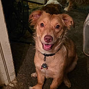 Honey is registered to the contest to win money with this photo: animal, brown_fur, canine, collar, companionship, dog, domestic, fan, floor, fur, happy, household, indoor, looking_up, pet, portrait, rug, sitting, smiling, tag
