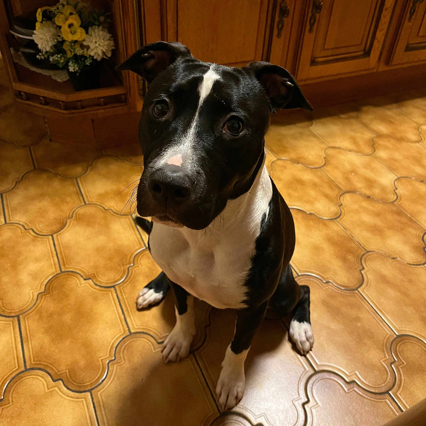 Iris participe au concours pour gagner de l'argent avec cette photo : animal, bulldog, cabinet, canine, dog, flagstone, flower, flowerarrangement, flowerbouquet, furniture, hardwood, indoors, interiordesign, path, pet, plant, plywood, puppy, walkway, wood