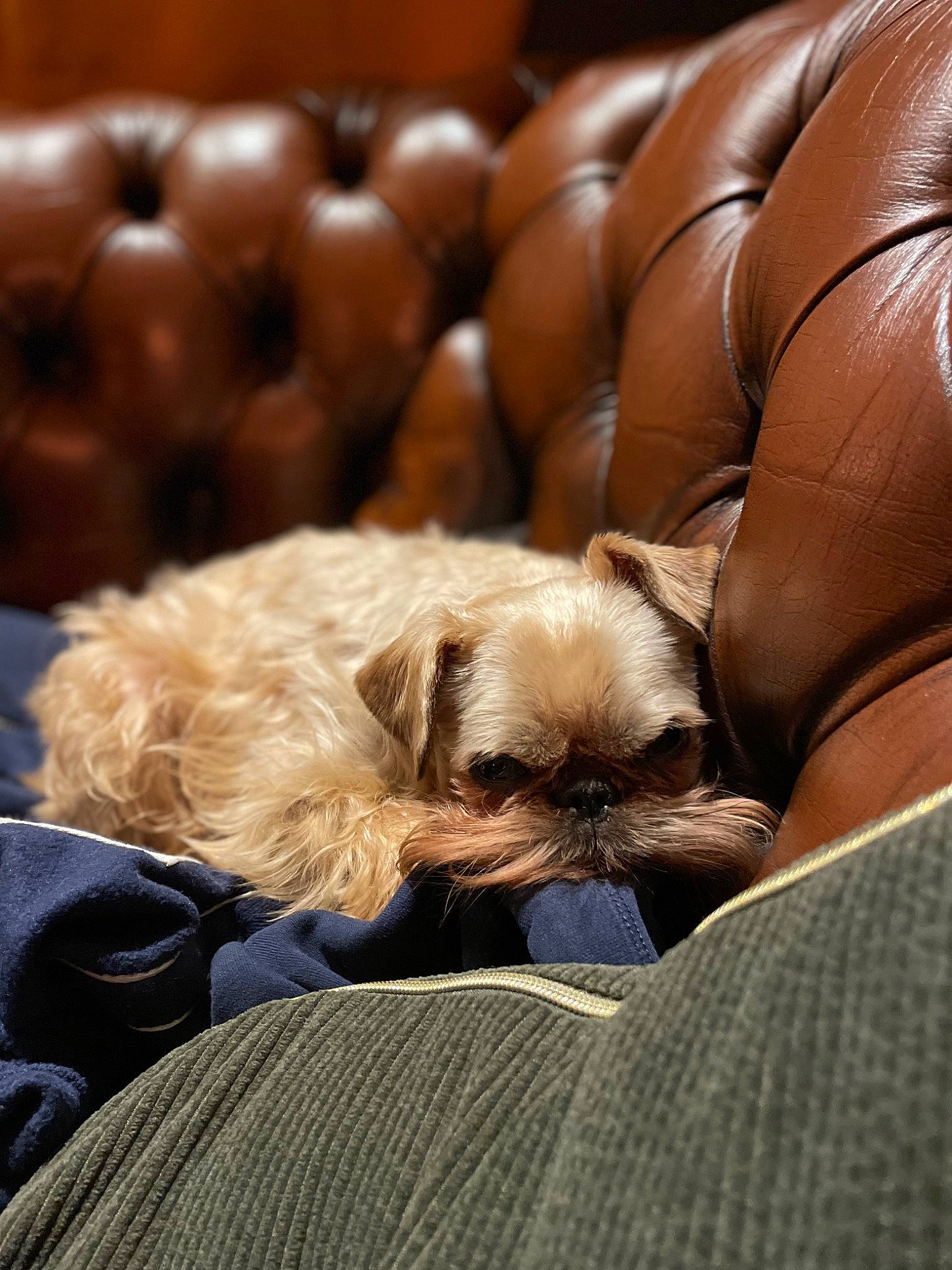 Chewbacca participe au concours pour gagner de l'argent avec cette photo : brown, canidae, carnivore, comfort, companion_dog, dog, dog_breed, fawn, felidae, fur, linens, liver, nap, small_to_medium_sized_cats, snout, sporting_group, toy_dog, whiskers, working_animal, wrinkle