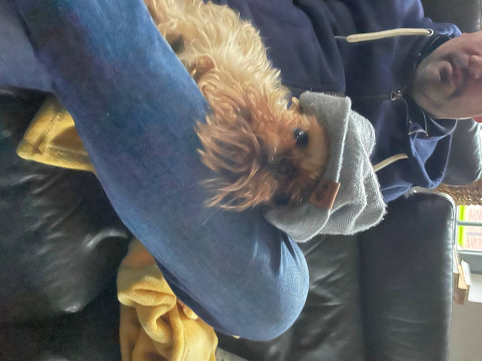 Chewbacca participe au concours pour gagner de l'argent avec cette photo : canidae, companion_dog, event, feather, fur, gesture, glove, wing