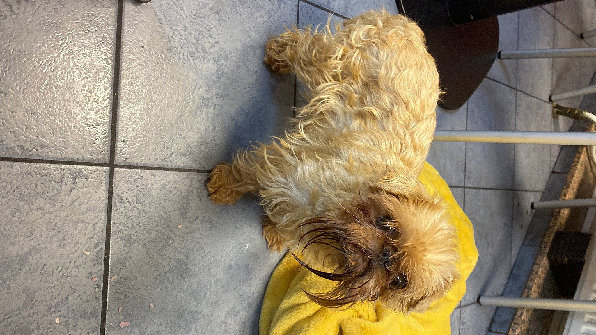 Chewbacca a rejoint le concours — aidez-le/la à gagner de superbes lots ! carnivore, companion_dog, dog, dog_breed, dog_clothes, dog_collar, dog_supply, fawn, fur, mammal, pet_supply, small_terrier, snout, sporting_group, tail, terrier, toy, toy_dog, vertebrate, working_animal