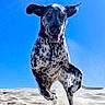 dog, dalmatian, spotted_coat, beach, sand, outdoor, running, jumping, airborne, floppy_ears, open_mouth, happy, playful, action_shot, blue_sky, sunlight, animal, pet, motion, portrait