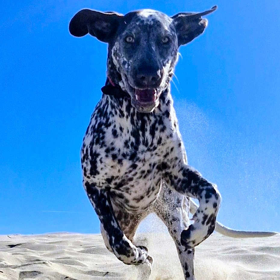 Baci a rejoint le concours — aidez-le/la à gagner de superbes lots ! dog, dalmatian, spotted_coat, beach, sand, outdoor, running, jumping, airborne, floppy_ears, open_mouth, happy, playful, action_shot, blue_sky, sunlight, animal, pet, motion, portrait