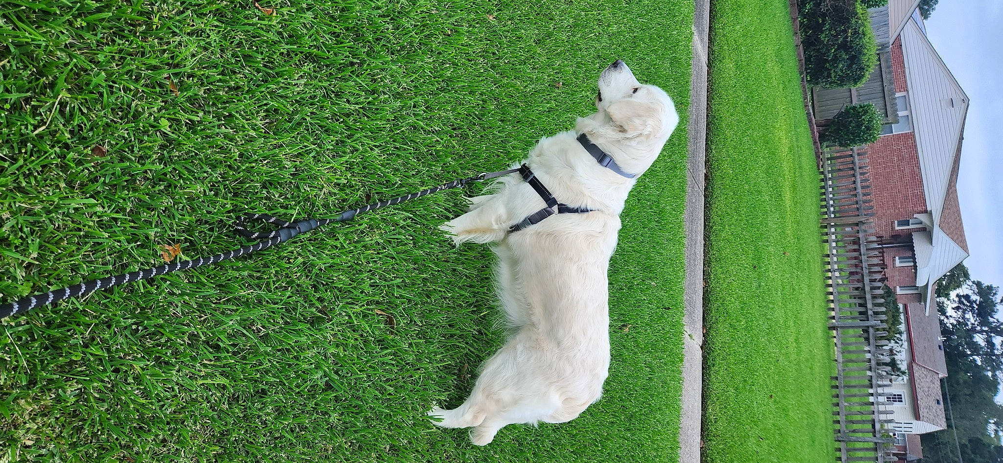 Snowy is registered to the contest to win money with this photo: ancient_dog_breeds, canidae, carnivore, collar, companion_dog, dog, dog_breed, dog_collar, fawn, felidae, grass, grassland, groundcover, lawn, leash, non_sporting_group, pet_supply, small_to_medium_sized_cats, sporting_group, tail