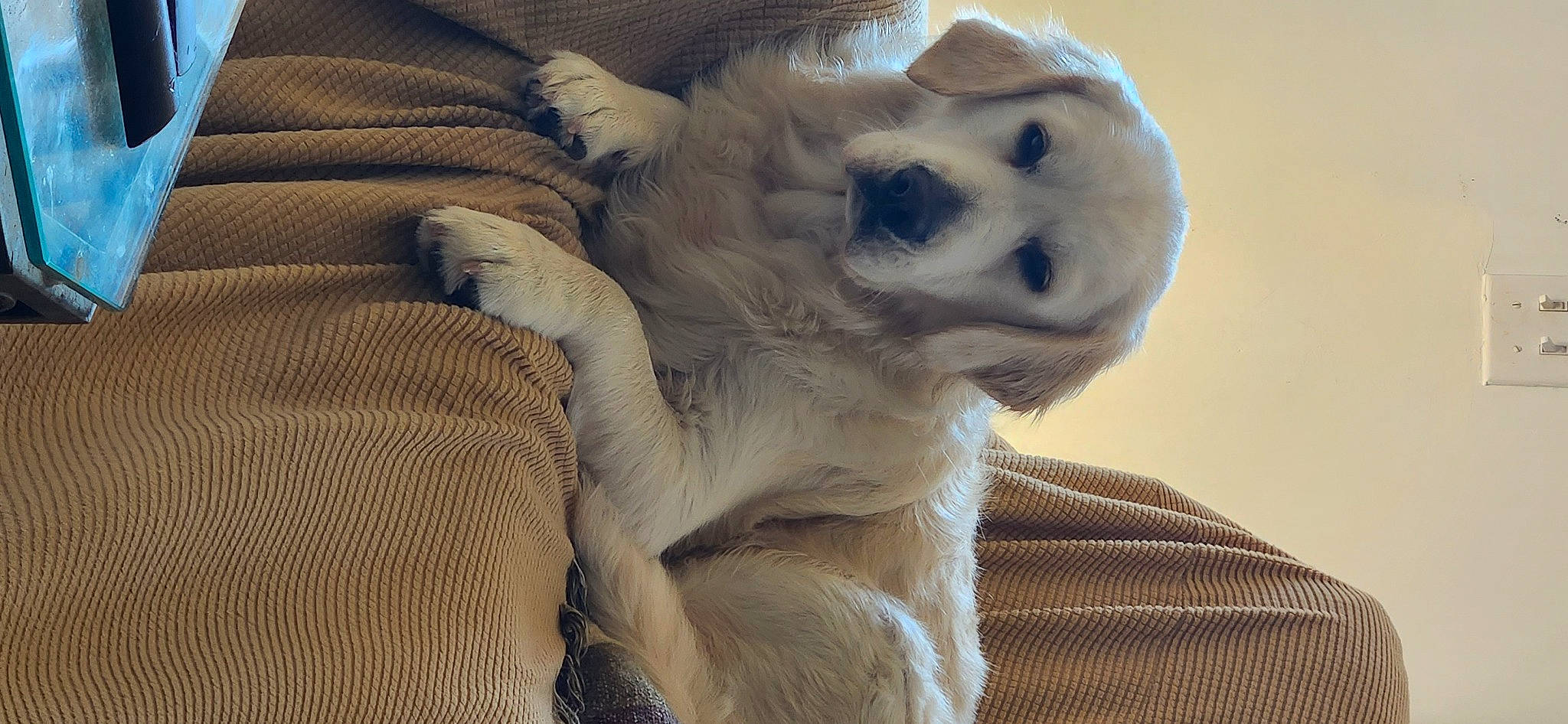 Snowy joined the competition — help win amazing prizes! canidae, carnivore, comfort, companion_dog, dog_breed, fawn, fur, natural_material, paw, snout, sporting_group, terrestrial_animal, whiskers, wildlife