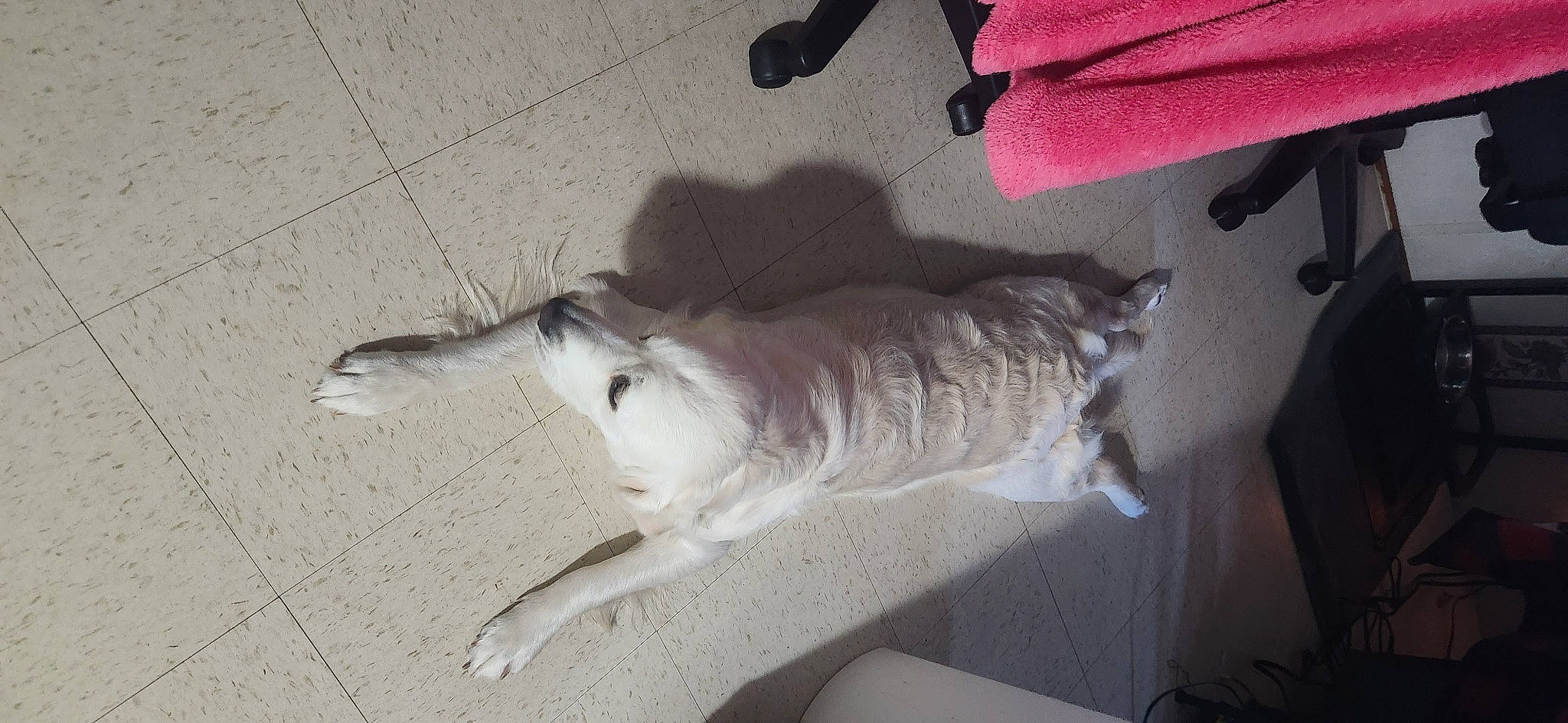 Snowy joined the competition — help win amazing prizes! canidae, carmine, carnivore, cat, comfort, companion_dog, dog_breed, domestic_short_haired_cat, fawn, felidae, flooring, fur, grey, human_leg, paw, small_to_medium_sized_cats, snout, sporting_group, tail, whiskers