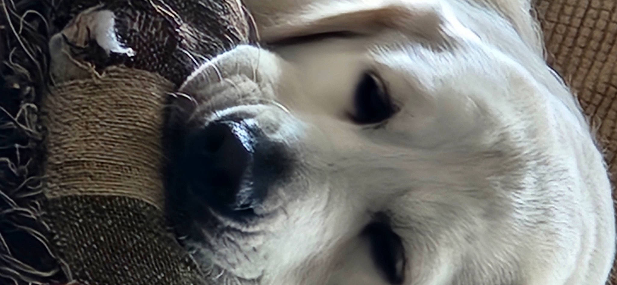 Snowy joined the competition — help win amazing prizes! carnivore, close_up, companion_dog, dog, dog_breed, ear, eye, eyelash, fawn, felidae, fur, iris, mammal, nose, small_to_medium_sized_cats, snout, terrestrial_animal, toy_dog, whiskers, working_animal