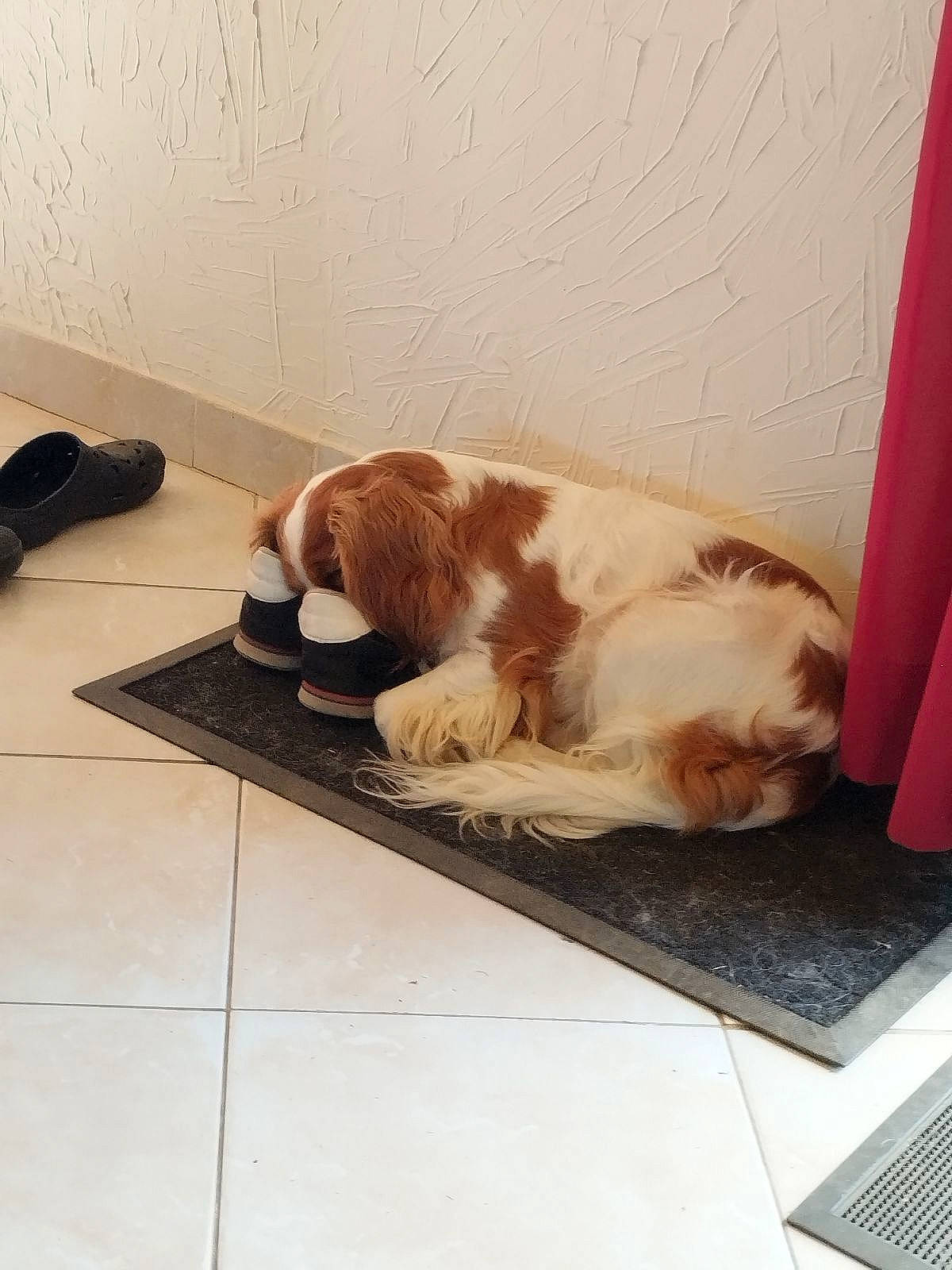 Oxy participe au concours pour gagner de l'argent avec cette photo : carnivore, comfort, companion_dog, dog, dog_breed, fawn, felidae, floor, flooring, fur, gun_dog, hardwood, liver, paw, pet_supply, room, small_to_medium_sized_cats, snout, tail, wood