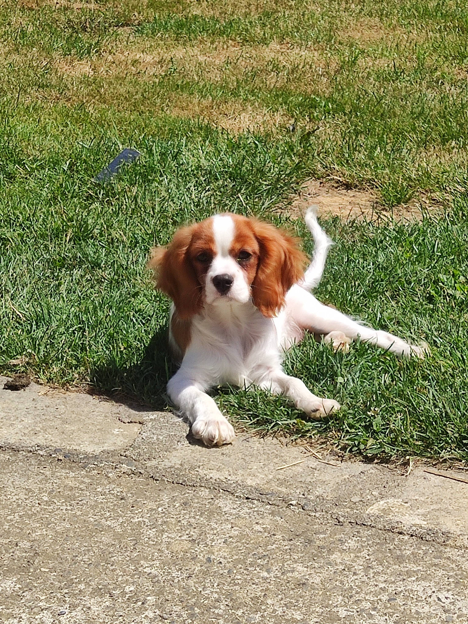 Oxy participe au concours pour gagner de l'argent avec cette photo : asphalt, brittany, carnivore, cavalier_king_charles_spaniel, companion_dog, dog, dog_breed, fawn, grass, groundcover, gun_dog, hound, king_charles_spaniel, liver, plant, road_surface, soil, sporting_group, tail, working_dog
