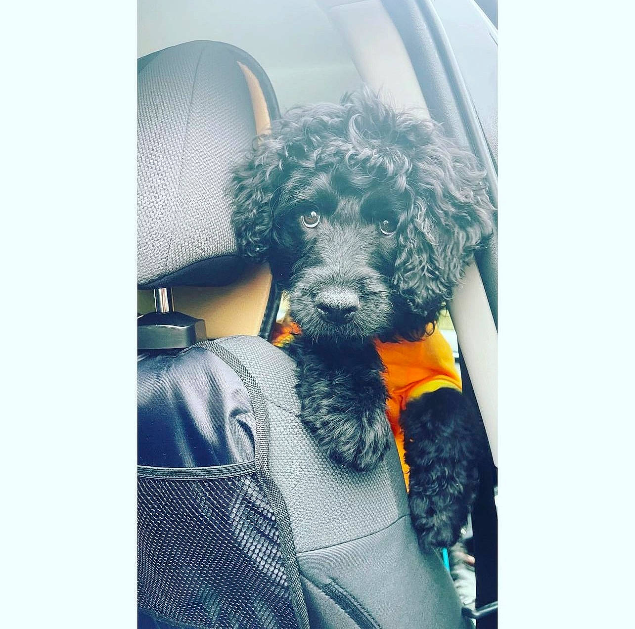 Benji is registered to the contest to win money with this photo: canidae, carnivore, comfort, companion_dog, dog, dog_breed, dog_supply, electric_blue, fur, grey, magenta, pet_supply, poodle, sleeve, sporting_group, stuffed_toy, toy, toy_dog, water_dog, working_animal