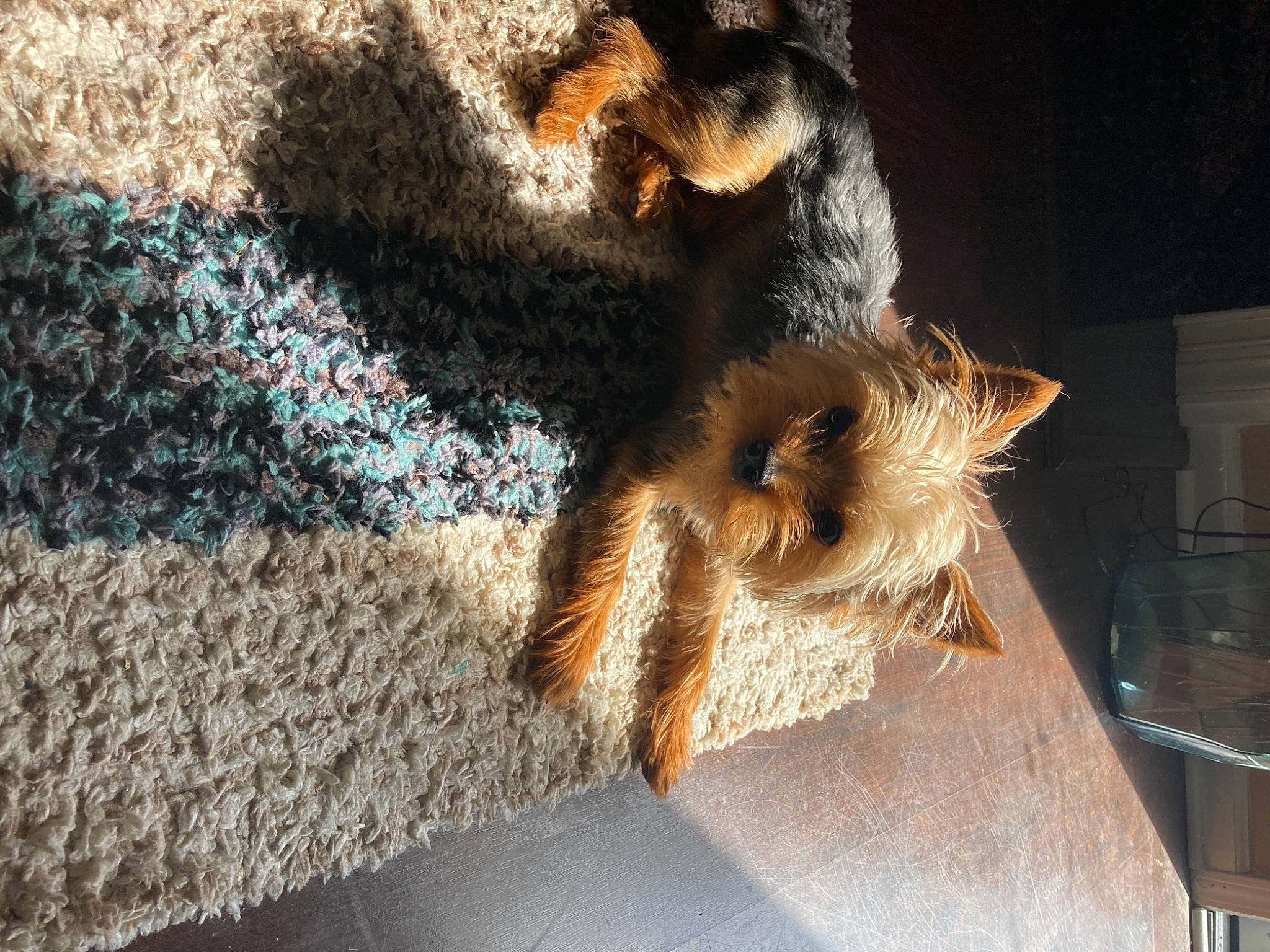 Marco is registered to the contest to win money with this photo: fashion_accessory, fawn, feather, flooring, fur, grass, pattern, shadow, small_to_medium_sized_cats, soil, sporting_group, still_life, still_life_photography, tail, toy, visual_arts, wood, wool, woolen, woven_fabric