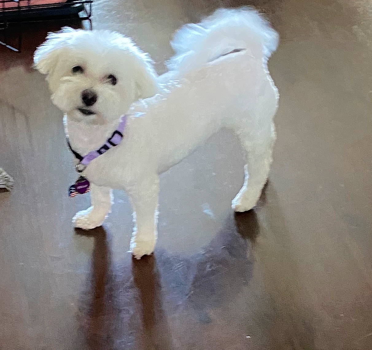 Bella is registered to the contest to win money with this photo: canidae, carnivore, collar, companion_dog, dog, dog_breed, dog_collar, dog_supply, flooring, fur, maltepoo, non_sporting_group, poodle, puppy, snout, sporting_group, tail, toy_dog, water_dog, working_animal