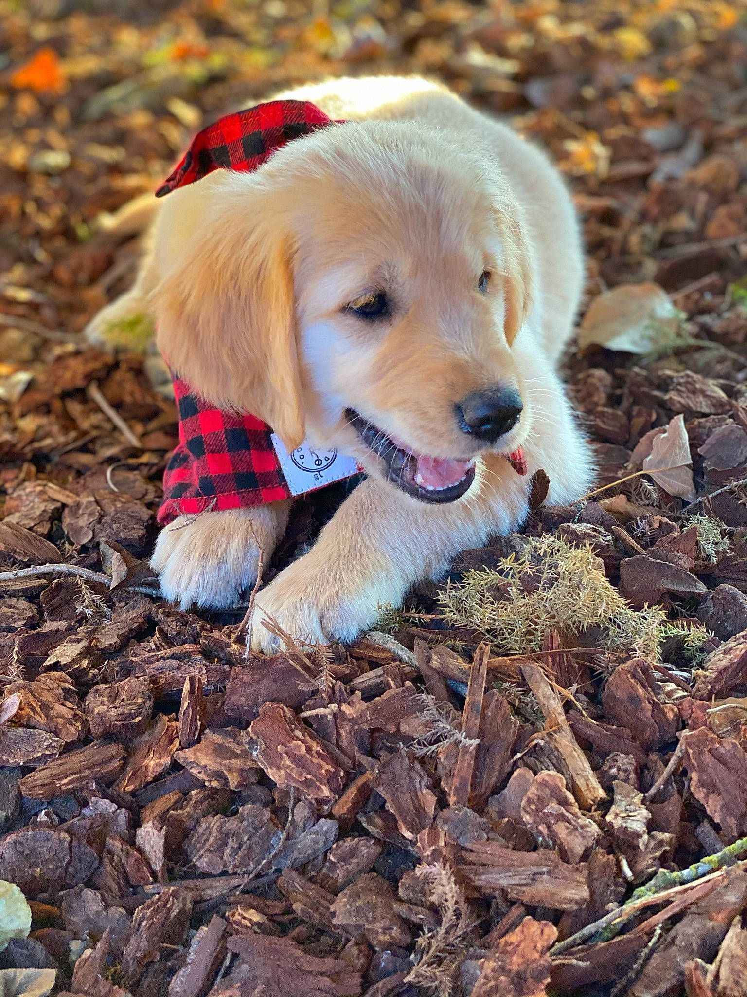 Buck is registered to the contest to win money with this photo: adventure, canidae, carnivore, companion_dog, dog, dog_breed, dog_clothes, dog_supply, fawn, fur, grass, nature, people_in_nature, plant, snout, soil, sporting_group, tree, twig, wood