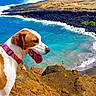 animal, beach, canine, coast, collar, dog, happy, landscape, nature, outdoor, pet, rock, scenic, sea, shore, sky, summer, sunlight, water, waves
