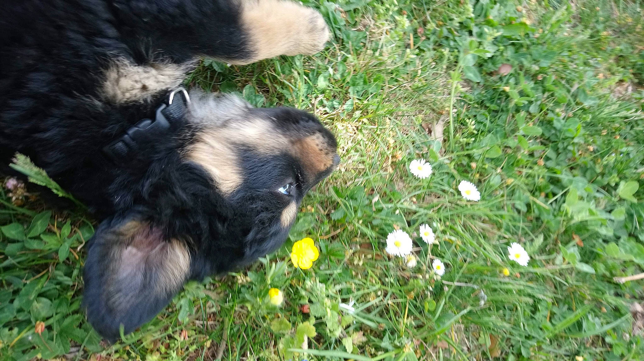 Skud a rejoint le concours — aidez-le/la à gagner de superbes lots ! canidae, carnivore, dog, dog_breed, grass, mammal, puppy, sporting_group, vertebrate