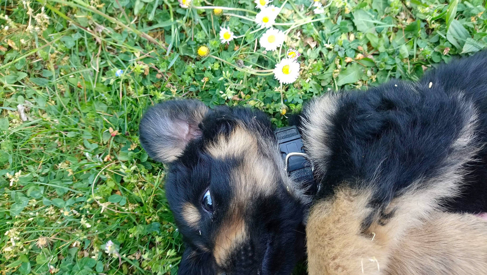 Skud participe au concours pour gagner de l'argent avec cette photo : canidae, carnivore, dog, dog_breed, grass, mammal, puppy, vertebrate