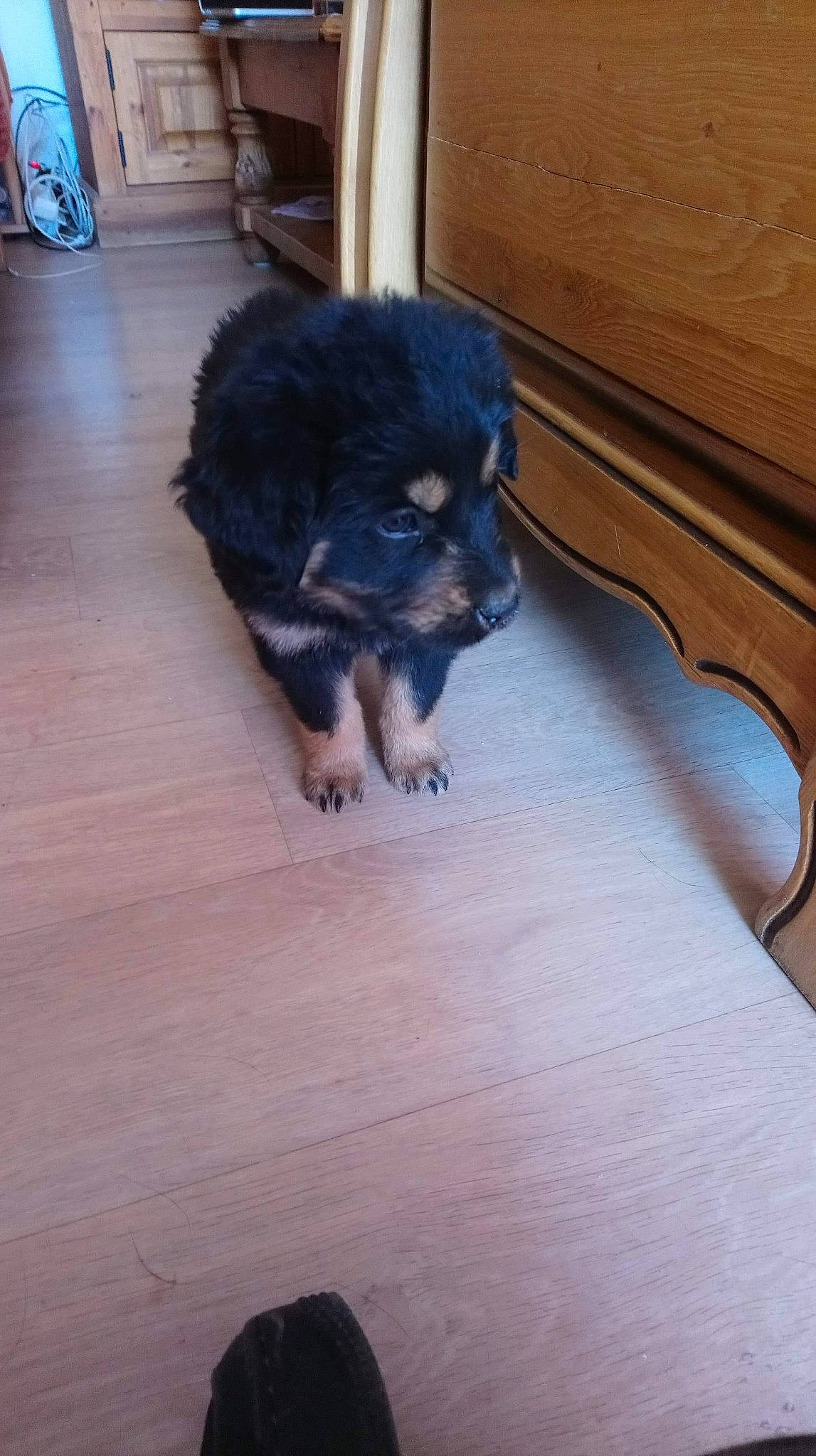 Skud participe au concours pour gagner de l'argent avec cette photo : canidae, carnivore, companion_dog, dog, dog_breed, fawn, gaddi_kutta, hovawart, mammal, puppy, snout, sporting_group, vertebrate