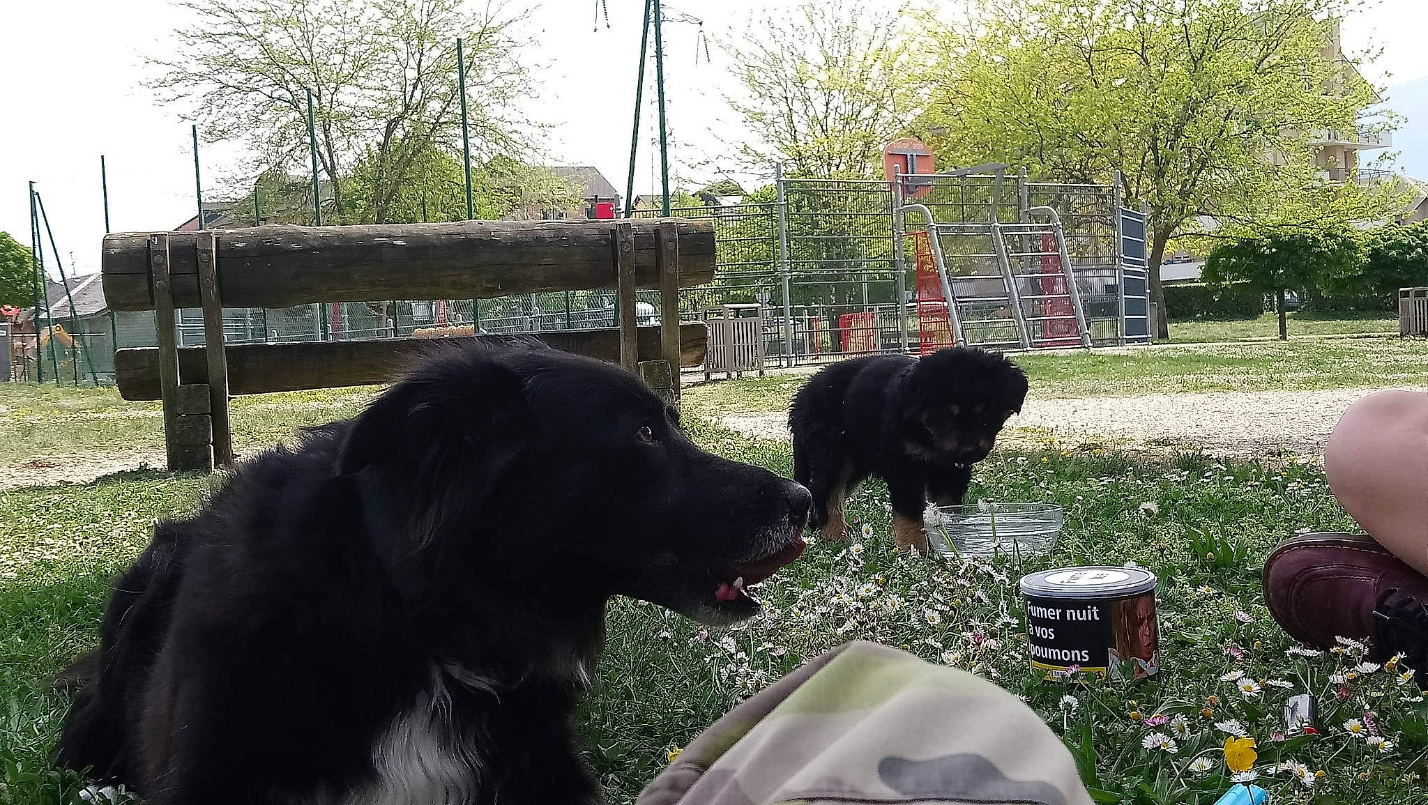 Nikkie participe au concours pour gagner de l'argent avec cette photo : canidae, carnivore, dog, dog_breed, flat_coated_retriever, german_spaniel, grass, guard_dog, hovawart, hunting_dog, mammal, newfoundland, sporting_group, vertebrate, working_dog