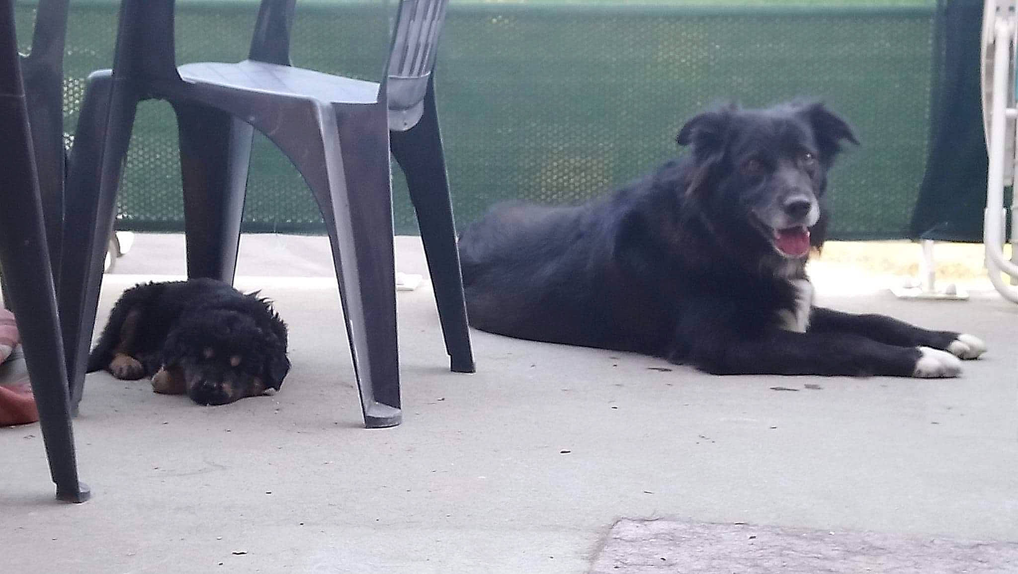 Nikkie participe au concours pour gagner de l'argent avec cette photo : canidae, carnivore, companion_dog, dog, dog_breed, mammal, newfoundland, snout, sporting_group, street_dog