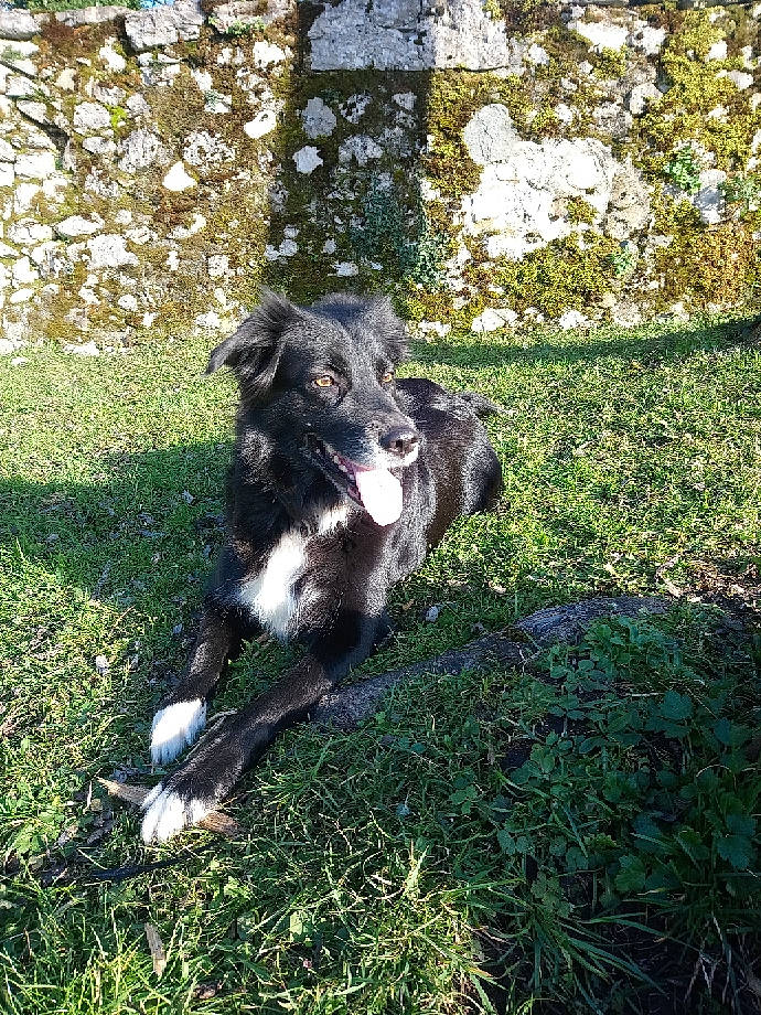 Nikkie participe au concours pour gagner de l'argent avec cette photo : border_collie, borzoi, canidae, carnivore, companion_dog, dog, dog_breed, english_shepherd, mammal, rare_breed_dog, silken_windhound, sporting_group, stabyhoun, vertebrate