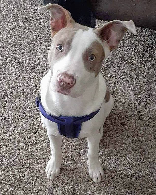 Kush is registered to the contest to win money with this photo: american_pit_bull_terrier, american_staffordshire_terrier, bull_and_terrier, canidae, carnivore, dog, dog_breed, dog_collar, ear, fawn, mammal, non_sporting_group, nose, old_english_terrier, pit_bull, rare_breed_dog, snout, sporting_group, vertebrate