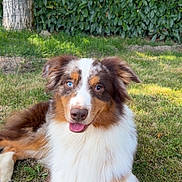 U-Stone a rejoint le concours — aidez-le/la à gagner de superbes lots ! dog, australian_shepherd, grass, outdoor, pet, canine, fur, tongue, happy, ears, blue_eye, brown_eye, tree, hedge, nature, animal, mammal, lying_down, sunlight, smiling