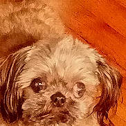 Pacer joined the competition — help win amazing prizes! dog, small_dog, fluffy, close_up, pet, indoor, wooden_floor, brown, beige, animal, cute, furry, face, ears, paws, laying_down, looking_at_camera, companion, domestic_animal, portrait