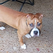Benji is registered to the contest to win money with this photo: animal, blurred, brown, canine, closeup, collar, dog, domestic_animal, expression, floor, four_legs, fur, indoor, paw, pet, standing, startled, white, wide_eyes, young_dog