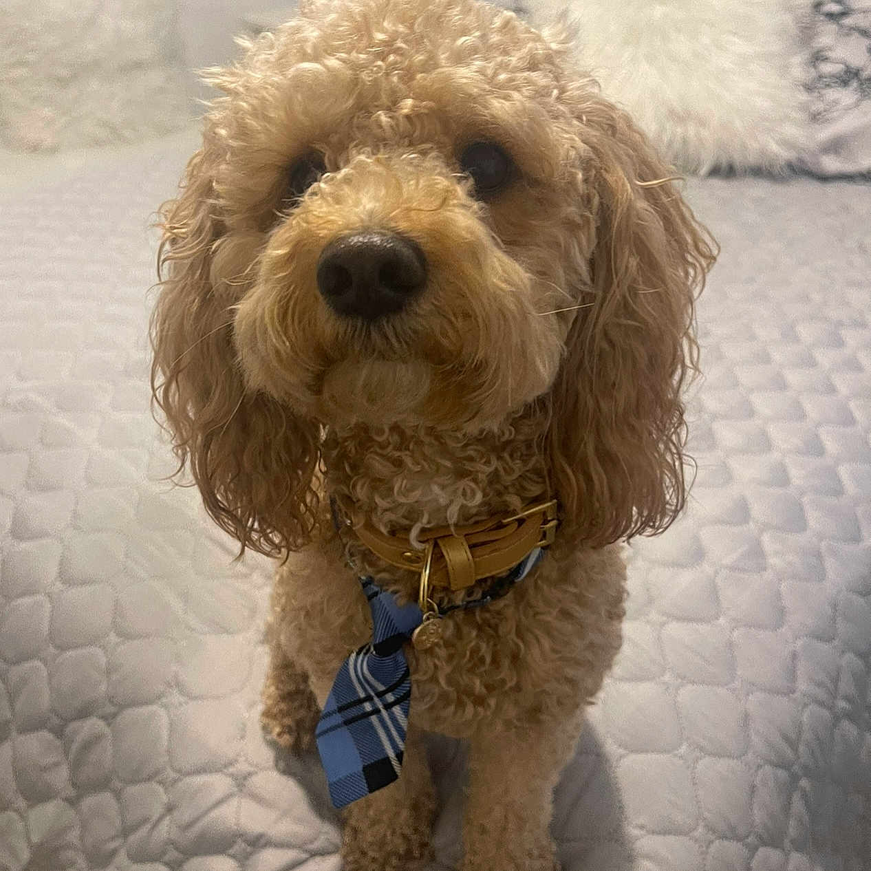 Teddy joined the competition — help win amazing prizes! accessories, animal, bed, bedroom, canine, cockerspaniel, couch, cushion, dog, formalwear, furniture, homedecor, indoors, pet, poodle, puppy, room, terrier, tie, whitedog