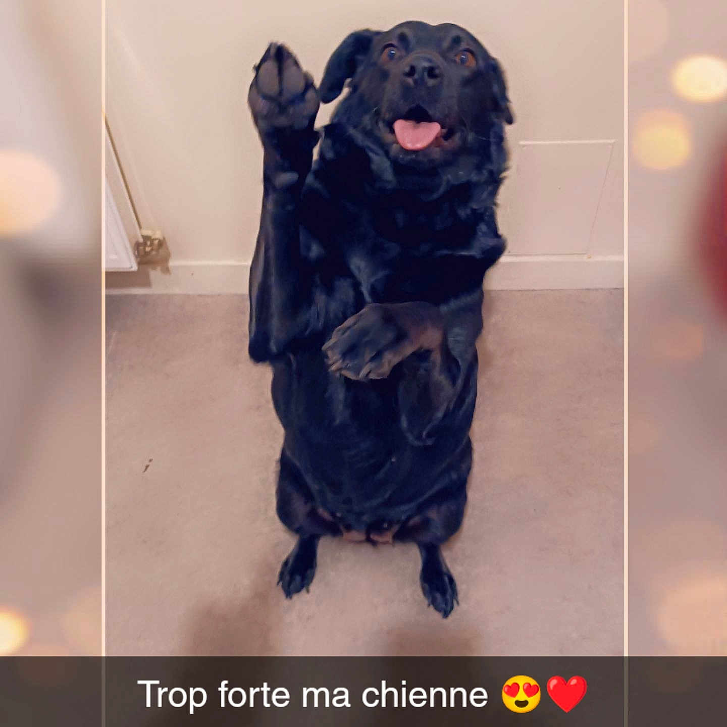 Bella a rejoint le concours — aidez-le/la à gagner de superbes lots ! animal, bathing, bathtub, canine, dog, envelope, face, greetingcard, hound, indoors, labradorretriever, mail, person, pet, photography, policedog, pug, puppy, snout, tub