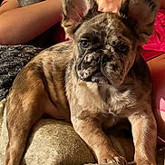 Jubal Crabtree joined the competition — help win amazing prizes! animal, blanket, brindle, companion, couch, cozy, cute, dog, domestic, ears, face, french_bulldog, fur, human_arm, indoor, paw, pet, puppy, relaxed, resting