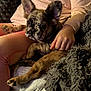 Jubal Crabtree is registered to the contest to win money with this photo: blanket, brown, casual, clothing, comfort, couch, cozy, dog, french_bulldog, fur, hand, indoor, lap, person, pet, puppy, relaxed, resting, soft, warm
