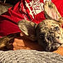 Jubal Crabtree is registered to the contest to win money with this photo: animal, arm, brindle, closeup, companion, cozy, cute, dog, ear, face, french_bulldog, indoor, lighting, person, pet, puppy, red_shirt, resting, snuggle, warm