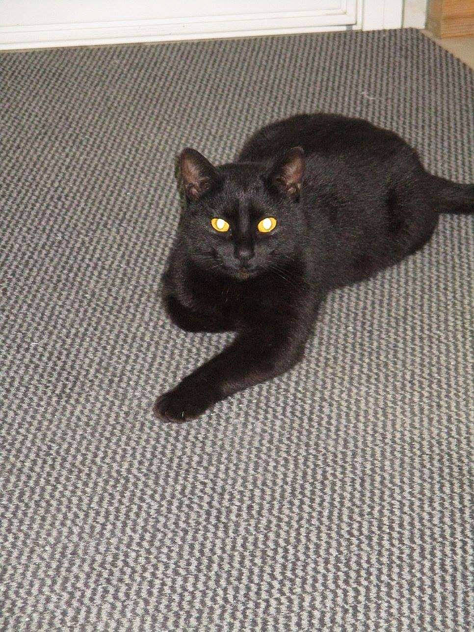 Choupi a rejoint le concours — aidez-le/la à gagner de superbes lots ! black_cat, bombay, carnivore, cat, domestic_short_haired_cat, felidae, flooring, fur, grey, havana_brown, paw, road_surface, small_to_medium_sized_cats, snout, tail, whiskers